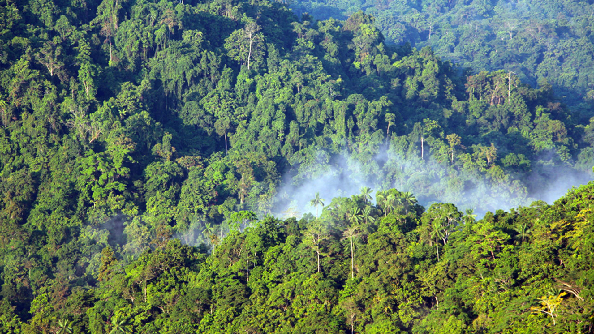 Resisting Forest and Biodiversity Loss: Protecting the  livelihoods of communities impacted by oil palm expansion