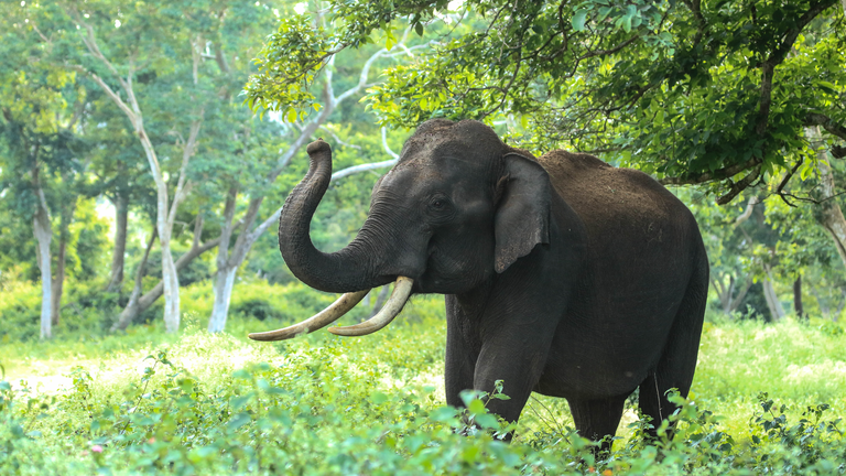 Enhancing community conservation &  management of the Dja Biosphere Reserve